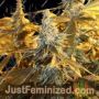 Orange Blossom Fizz by Dark Horse Genetics Cannabis Seeds For Sale at Just Feminized