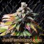 Gorilla Glue No.4 by Blim Burn Seeds Cannabis Seeds For Sale at Just Feminized