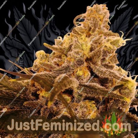 Slammin Pie by Dark Horse Genetics Cannabis Seeds For Sale at Just Feminized
