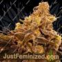 Slammin Pie by Dark Horse Genetics Cannabis Seeds For Sale at Just Feminized