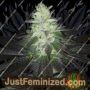 Super Zolider Serum by Dark Horse Genetics Cannabis Seeds For Sale at Just Feminized