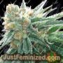 Symbiote by Dark Horse Genetics Cannabis Seeds For Sale at Just Feminized