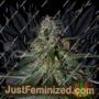 Blue Bubble Berry by Dready Seeds Cannabis Seeds For Sale at Just Feminized