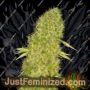 Mango Jack by Dready Seeds Cannabis Seeds For Sale at Just Feminized