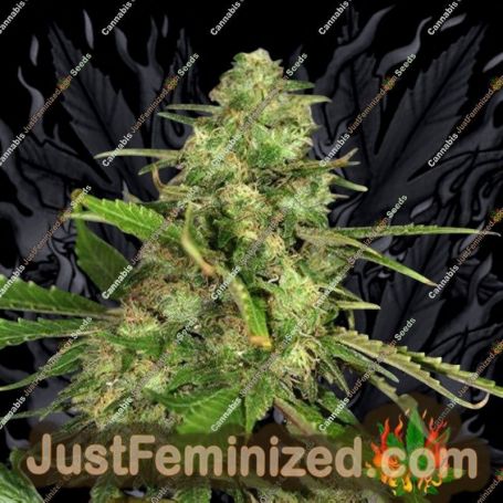 Northern Cheese by Dready Seeds Cannabis Seeds For Sale at Just Feminized