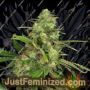 Northern Cheese by Dready Seeds Cannabis Seeds For Sale at Just Feminized
