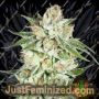 5th Element by Elemental Seeds Cannabis Seeds For Sale at Just Feminized