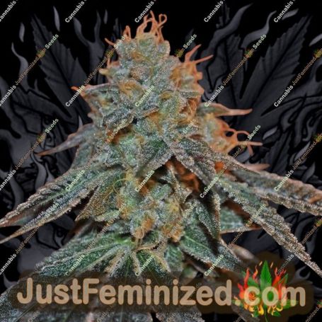 Berry Bomb by Elemental Seeds Cannabis Seeds For Sale at Just Feminized