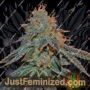 Berry Bomb by Elemental Seeds Cannabis Seeds For Sale at Just Feminized
