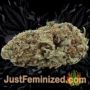 Berry Bomb by Elemental Seeds Buds Weed Ganja Skunk Pot Reefer Dope Herb Pics Images