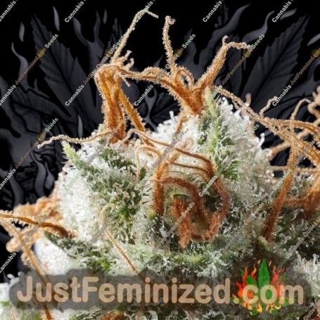 Grizzly Kush by Elemental Seeds Cannabis Seeds For Sale at Just Feminized