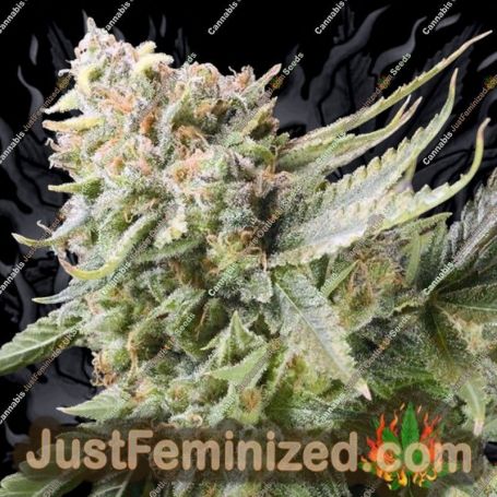 Gummy Bears by Elemental Seeds Cannabis Seeds For Sale at Just Feminized