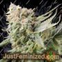 Gummy Bears by Elemental Seeds Cannabis Seeds For Sale at Just Feminized