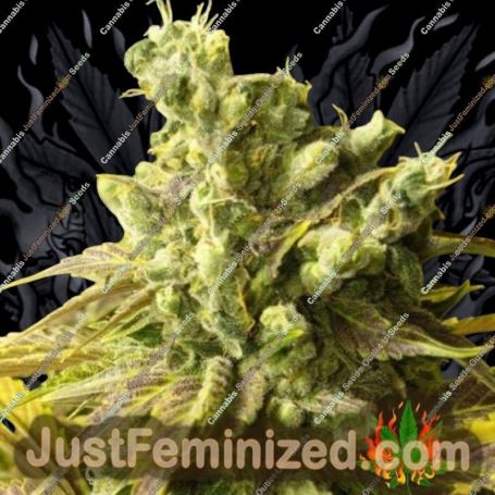 Mandelbrots The Truth by Emerald Mountain Cannabis Seeds For Sale at Just Feminized