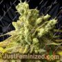 Mandelbrots The Truth by Emerald Mountain Cannabis Seeds For Sale at Just Feminized