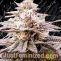 Queens Sangria by Emerald Mountain Cannabis Seeds For Sale at Just Feminized