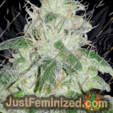 Royal Mauiberry by Emerald Mountain Cannabis Seeds For Sale at Just Feminized