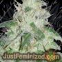 Royal Mauiberry by Emerald Mountain Cannabis Seeds For Sale at Just Feminized