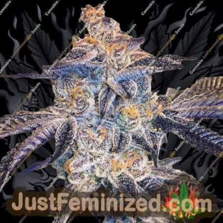 Spice Cream by Emerald Mountain Cannabis Seeds For Sale at Just Feminized