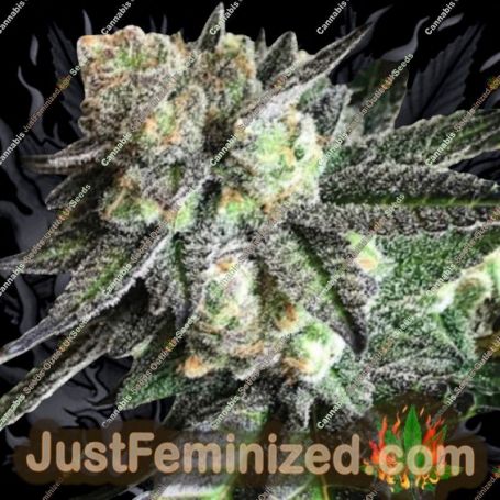 Tar Pit by Emerald Mountain Cannabis Seeds For Sale at Just Feminized