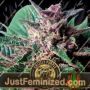 Grizzly Purple Auto by Blim Burn Seeds Cannabis Seeds For Sale at Just Feminized