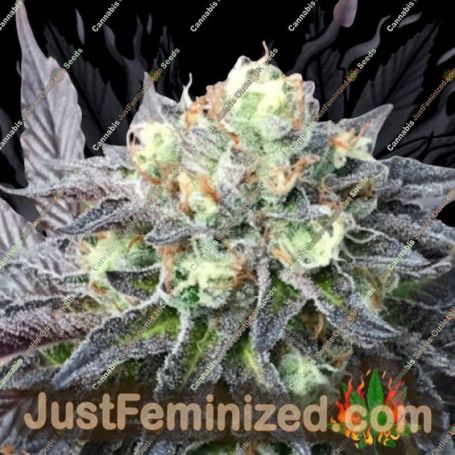 TL DR by Emerald Mountain Cannabis Seeds For Sale at Just Feminized