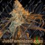 Peach Tart by Fidels Seed Co Cannabis Seeds For Sale at Just Feminized