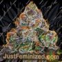 Runtz Mintz by Fidels Seed Co Cannabis Seeds For Sale at Just Feminized