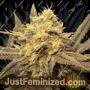 Nana Pie by Garden Ablaze Seeds Cannabis Seeds For Sale at Just Feminized