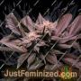 Grizzly Purple Kush by Blim Burn Seeds Cannabis Seeds For Sale at Just Feminized