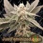 Golden Pussy by Grateful Seeds Cannabis Seeds For Sale at Just Feminized