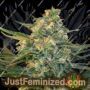 Guanabana by Blim Burn Seeds Cannabis Seeds For Sale at Just Feminized