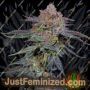 OrangeGroovye BX by Grateful Seeds Cannabis Seeds For Sale at Just Feminized