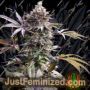 Pineapple R2 by Grateful Seeds Cannabis Seeds For Sale at Just Feminized