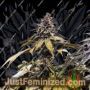 Runtzbert by Grateful Seeds Cannabis Seeds For Sale at Just Feminized