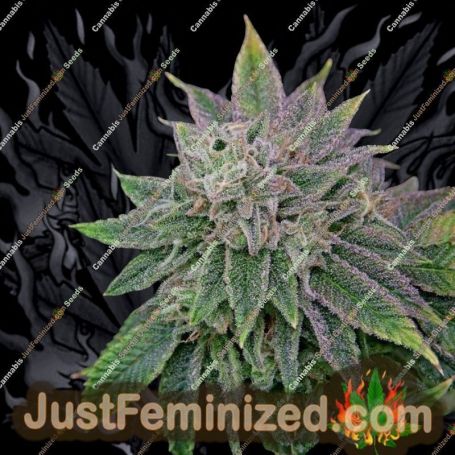 Runt-Zu by Grateful Seeds Cannabis Seeds For Sale at Just Feminized