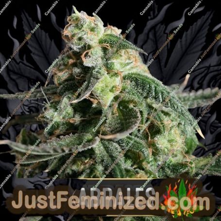 Kabrales by Blim Burn Seeds Cannabis Seeds For Sale at Just Feminized