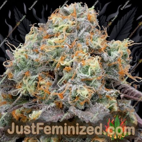41 Sherb by Grounded Genetics Cannabis Seeds For Sale at Just Feminized
