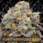 41 Sherb by Grounded Genetics Cannabis Seeds For Sale at Just Feminized