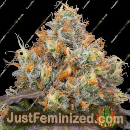 Blue Bacio by Grounded Genetics Cannabis Seeds For Sale at Just Feminized