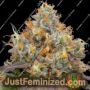 Blue Bacio by Grounded Genetics Cannabis Seeds For Sale at Just Feminized