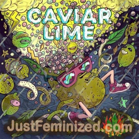 Caviar Lime by Grounded Genetics Cannabis Seeds For Sale at Just Feminized