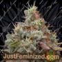 Designer Sherb by Grounded Genetics Cannabis Seeds For Sale at Just Feminized