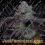 Frootz by Grounded Genetics Cannabis Seeds For Sale at Just Feminized