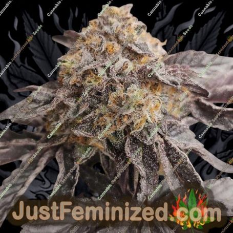 Jumpshot by Grounded Genetics Cannabis Seeds For Sale at Just Feminized