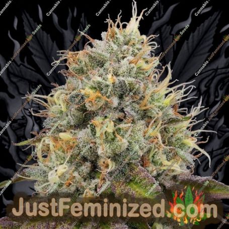 Pinata by Grounded Genetics Cannabis Seeds For Sale at Just Feminized