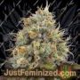 Pinata by Grounded Genetics Cannabis Seeds For Sale at Just Feminized