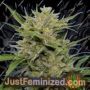 Blue Gak by Hella Seeds Co Cannabis Seeds For Sale at Just Feminized