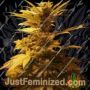 Guava Dub Star by Holy Smoke Seeds Cannabis Seeds For Sale at Just Feminized