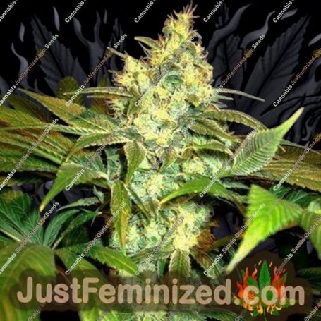 Sour Blackberry Diesel by Holy Smoke Seeds Cannabis Seeds For Sale at Just Feminized